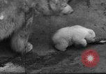 Standbild Polar Bear Cub Milwaukee Wisconsin USA, 1934, aus Sekunde 47 historischem Filmmaterial Videoclip 65675046052