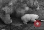 Standbild Polar Bear Cub Milwaukee Wisconsin USA, 1934, aus Sekunde 48 historischem Filmmaterial Videoclip 65675046052