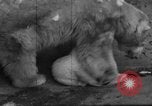 Standbild Polar Bear Cub Milwaukee Wisconsin USA, 1934, aus Sekunde 49 historischem Filmmaterial Videoclip 65675046052
