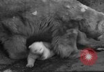 Standbild Polar Bear Cub Milwaukee Wisconsin USA, 1934, aus Sekunde 50 historischem Filmmaterial Videoclip 65675046052