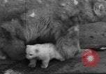 Standbild Polar Bear Cub Milwaukee Wisconsin USA, 1934, aus Sekunde 51 historischem Filmmaterial Videoclip 65675046052