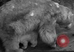 Standbild Polar Bear Cub Milwaukee Wisconsin USA, 1934, aus Sekunde 52 historischem Filmmaterial Videoclip 65675046052