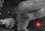 Standbild Polar Bear Cub Milwaukee Wisconsin USA, 1934, aus Sekunde 53 historischem Filmmaterial Videoclip 65675046052