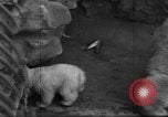 Standbild Polar Bear Cub Milwaukee Wisconsin USA, 1934, aus Sekunde 54 historischem Filmmaterial Videoclip 65675046052