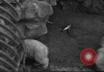 Standbild Polar Bear Cub Milwaukee Wisconsin USA, 1934, aus Sekunde 55 historischem Filmmaterial Videoclip 65675046052