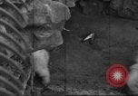 Standbild Polar Bear Cub Milwaukee Wisconsin USA, 1934, aus Sekunde 56 historischem Filmmaterial Videoclip 65675046052