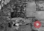Standbild Polar Bear Cub Milwaukee Wisconsin USA, 1934, aus Sekunde 62 historischem Filmmaterial Videoclip 65675046052