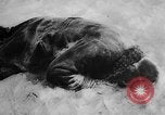 Image of war damage Russia, 1942, second 61 stock footage video 65675046069