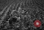 Standbild nationalen Tabak Festival 1940 South Boston Virginia USA, 1940, aus Sekunde 8 historischem Filmmaterial Videoclip 65675046153