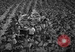 Standbild nationalen Tabak Festival 1940 South Boston Virginia USA, 1940, aus Sekunde 9 historischem Filmmaterial Videoclip 65675046153