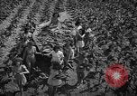 Standbild nationalen Tabak Festival 1940 South Boston Virginia USA, 1940, aus Sekunde 10 historischem Filmmaterial Videoclip 65675046153