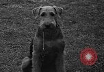 Standbild Westchester Kennel Club Vorrichtung Rye New York USA, 1940, aus Sekunde 19 historischem Filmmaterial Videoclip 65675046156
