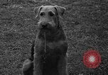 Standbild Westchester Kennel Club Vorrichtung Rye New York USA, 1940, aus Sekunde 20 historischem Filmmaterial Videoclip 65675046156