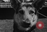 Standbild Westchester Kennel Club Vorrichtung Rye New York USA, 1940, aus Sekunde 23 historischem Filmmaterial Videoclip 65675046156