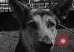 Standbild Westchester Kennel Club Vorrichtung Rye New York USA, 1940, aus Sekunde 24 historischem Filmmaterial Videoclip 65675046156