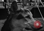 Standbild Westchester Kennel Club Vorrichtung Rye New York USA, 1940, aus Sekunde 25 historischem Filmmaterial Videoclip 65675046156