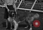 Standbild Westchester Kennel Club Vorrichtung Rye New York USA, 1940, aus Sekunde 27 historischem Filmmaterial Videoclip 65675046156