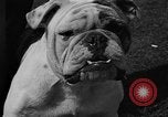 Standbild Westchester Kennel Club Vorrichtung Rye New York USA, 1940, aus Sekunde 28 historischem Filmmaterial Videoclip 65675046156