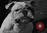 Standbild Westchester Kennel Club Vorrichtung Rye New York USA, 1940, aus Sekunde 29 historischem Filmmaterial Videoclip 65675046156