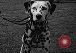 Standbild Westchester Kennel Club Vorrichtung Rye New York USA, 1940, aus Sekunde 30 historischem Filmmaterial Videoclip 65675046156