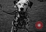 Standbild Westchester Kennel Club Vorrichtung Rye New York USA, 1940, aus Sekunde 31 historischem Filmmaterial Videoclip 65675046156