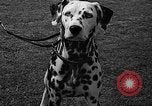 Standbild Westchester Kennel Club Vorrichtung Rye New York USA, 1940, aus Sekunde 32 historischem Filmmaterial Videoclip 65675046156