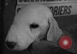 Standbild Westchester Kennel Club Vorrichtung Rye New York USA, 1940, aus Sekunde 33 historischem Filmmaterial Videoclip 65675046156