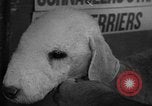 Standbild Westchester Kennel Club Vorrichtung Rye New York USA, 1940, aus Sekunde 34 historischem Filmmaterial Videoclip 65675046156