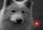 Standbild Westchester Kennel Club Vorrichtung Rye New York USA, 1940, aus Sekunde 35 historischem Filmmaterial Videoclip 65675046156