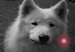 Standbild Westchester Kennel Club Vorrichtung Rye New York USA, 1940, aus Sekunde 36 historischem Filmmaterial Videoclip 65675046156