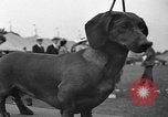 Standbild Westchester Kennel Club Vorrichtung Rye New York USA, 1940, aus Sekunde 40 historischem Filmmaterial Videoclip 65675046156