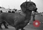 Standbild Westchester Kennel Club Vorrichtung Rye New York USA, 1940, aus Sekunde 41 historischem Filmmaterial Videoclip 65675046156