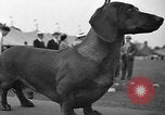 Standbild Westchester Kennel Club Vorrichtung Rye New York USA, 1940, aus Sekunde 42 historischem Filmmaterial Videoclip 65675046156