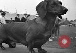Standbild Westchester Kennel Club Vorrichtung Rye New York USA, 1940, aus Sekunde 43 historischem Filmmaterial Videoclip 65675046156