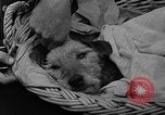 Image Airedale Del Monte California USA, 1941, de la seconde 21 séquences d'archives historiques vidéo 65675046182