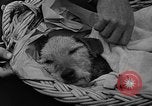 Image Airedale Del Monte California USA, 1941, de la seconde 22 séquences d'archives historiques vidéo 65675046182
