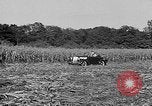 Standbild Präsident Franklin Roosevelt Georgia USA, 1936, aus Sekunde 20 historischem Filmmaterial Videoclip 65675046212