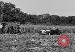 Standbild Präsident Franklin Roosevelt Georgia USA, 1936, aus Sekunde 27 historischem Filmmaterial Videoclip 65675046212