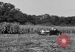 Standbild Präsident Franklin Roosevelt Georgia USA, 1936, aus Sekunde 29 historischem Filmmaterial Videoclip 65675046212