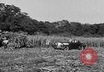 Standbild Präsident Franklin Roosevelt Georgia USA, 1936, aus Sekunde 31 historischem Filmmaterial Videoclip 65675046212