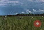 Standbild Marine Kräfte Vietnam, 1967, aus Sekunde 14 historischem Filmmaterial Videoclip 65675046346