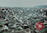 Image of surrendered Nazi soldiers Czechoslovakia, 1945, second 32 stock footage video 65675046384