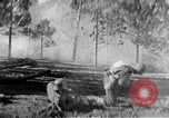 Immagine di Armi a mano United States USA, 1943, secondo 50 filmato di repertorio 65675046392