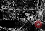 Image of Battle of Gomel Russia, 1943, second 59 stock footage video 65675046482