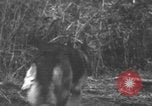 Image chien de combat l'île de Bougainville en Papouasie-Nouvelle-Guinée, 1944, de la seconde 1 séquences d'archives historiques vidéo 65675046502