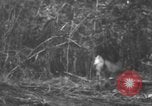 Image chien de combat l'île de Bougainville en Papouasie-Nouvelle-Guinée, 1944, de la seconde 3 séquences d'archives historiques vidéo 65675046502