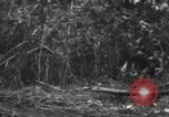 Image chien de combat l'île de Bougainville en Papouasie-Nouvelle-Guinée, 1944, de la seconde 5 séquences d'archives historiques vidéo 65675046502