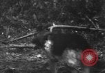 Image chien de combat l'île de Bougainville en Papouasie-Nouvelle-Guinée, 1944, de la seconde 10 séquences d'archives historiques vidéo 65675046502