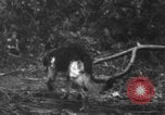 Image chien de combat l'île de Bougainville en Papouasie-Nouvelle-Guinée, 1944, de la seconde 11 séquences d'archives historiques vidéo 65675046502