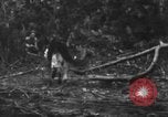 Image chien de combat l'île de Bougainville en Papouasie-Nouvelle-Guinée, 1944, de la seconde 12 séquences d'archives historiques vidéo 65675046502